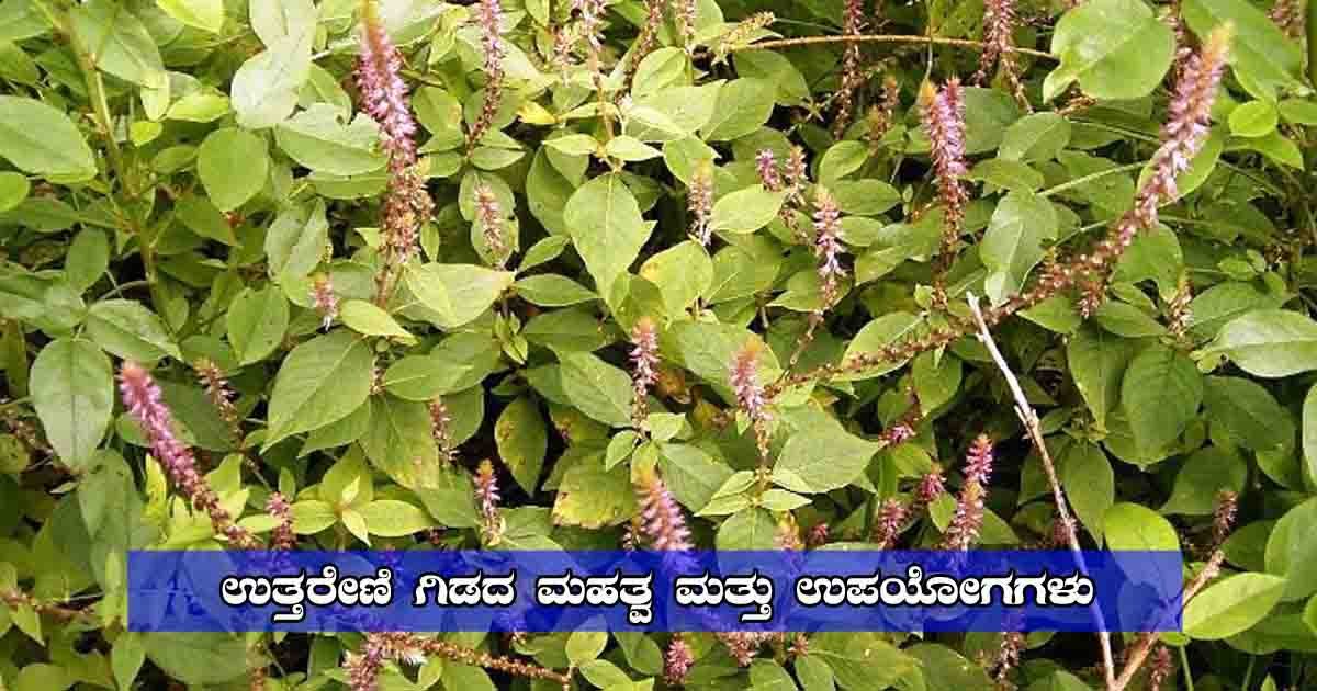 Uttareni plant – A sacred herb known for spiritual and Ayurvedic benefits in Hinduism