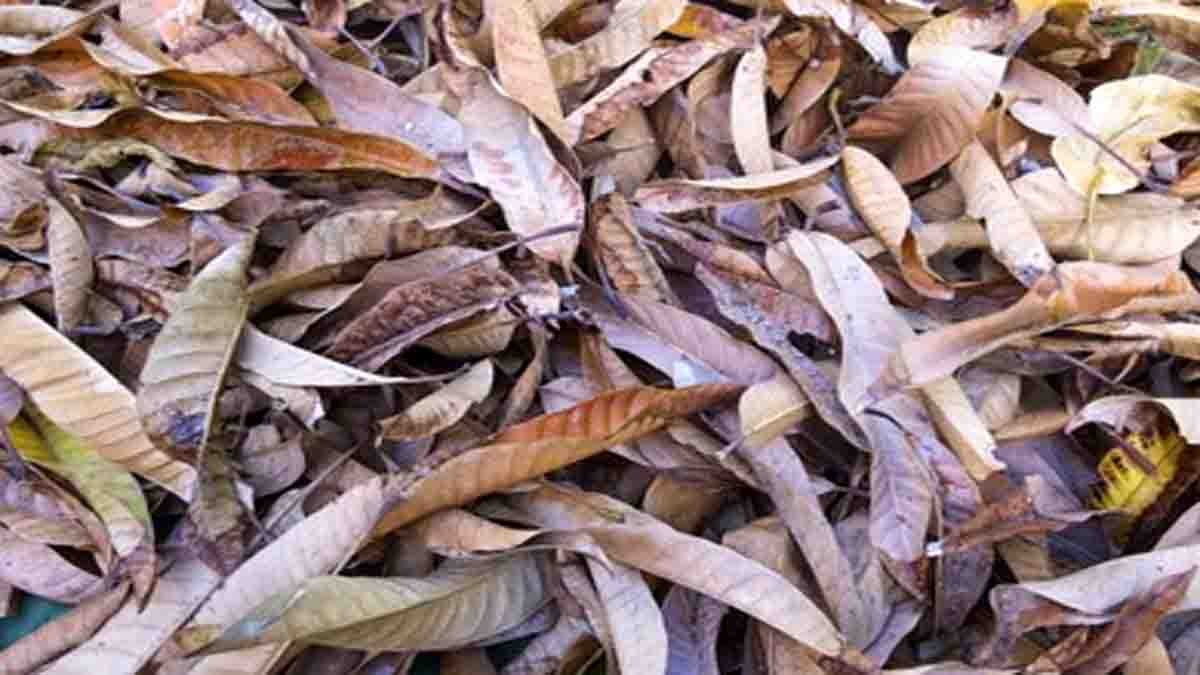 Dried mango leaves in plastic packets for sale in a UK store