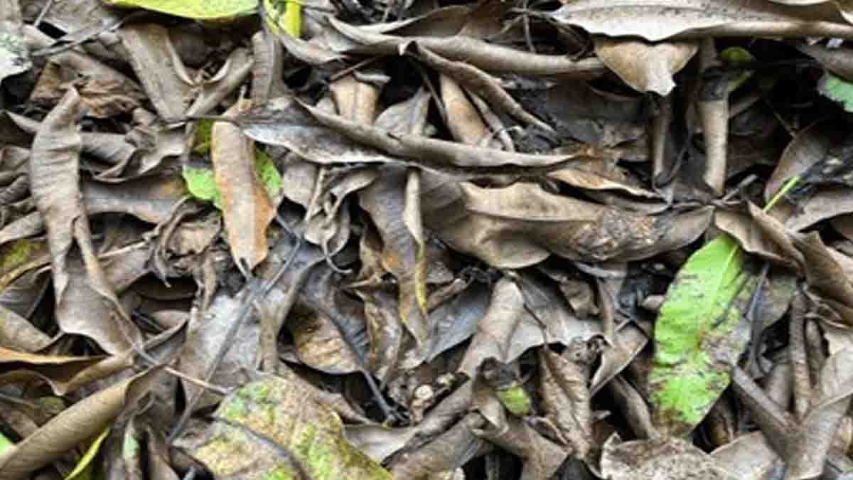 Dried mango leaves in plastic packets for sale in a UK store