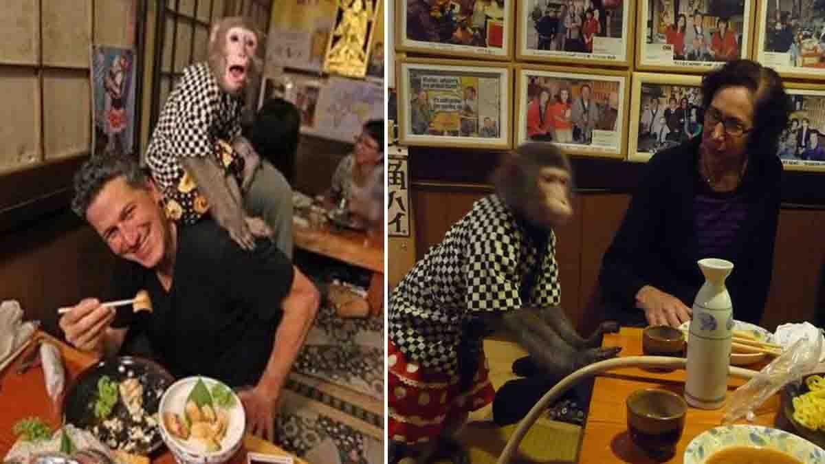 Monkey waiter serving food in a Japanese restaurant wearing a uniform