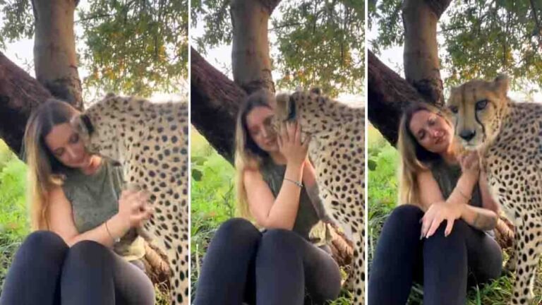 Woman kissing a cheetah in a heartwarming moment of affection