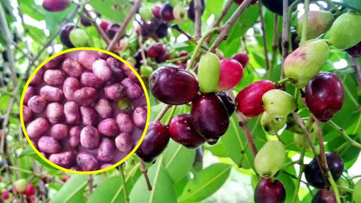 Dried Jamun seeds and powder – Natural health benefits for digestion, skin glow, diabetes, and heart health