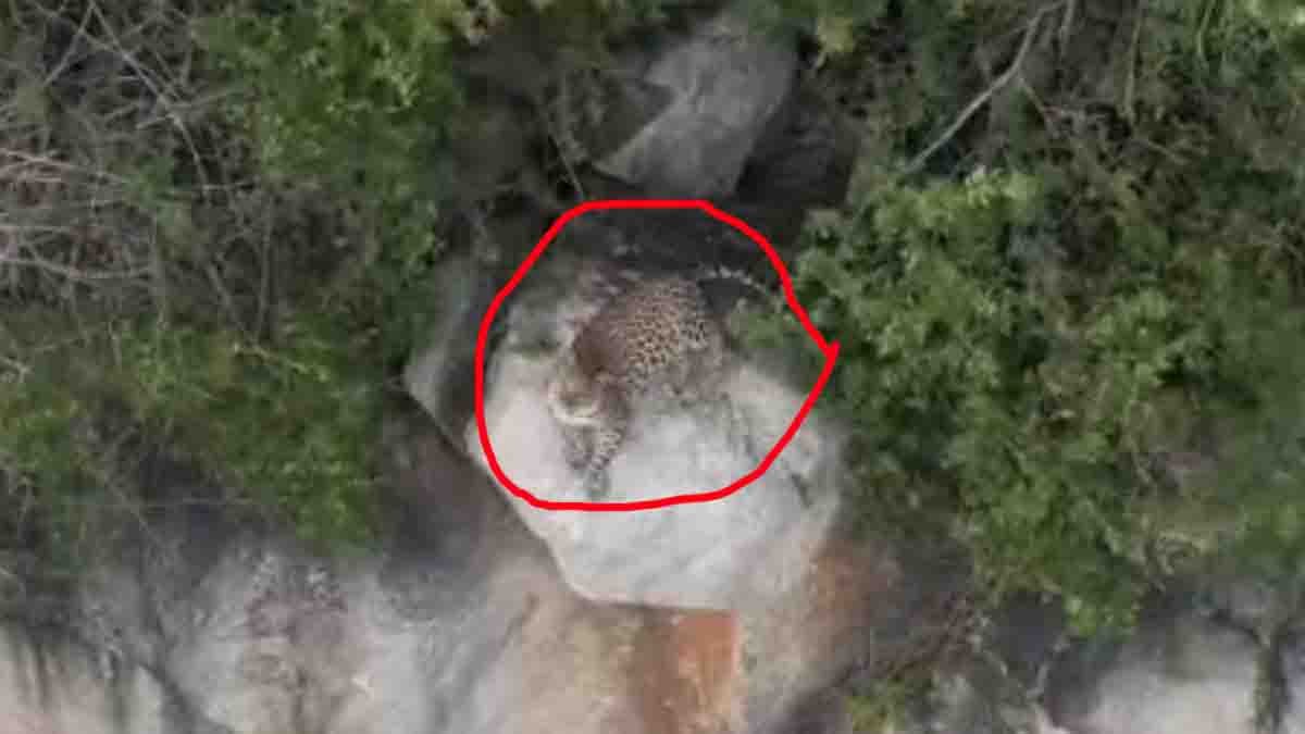 Drone footage captures leopard roaming near Varahagiri Hill in Varlakonda, causing fear among local villagers