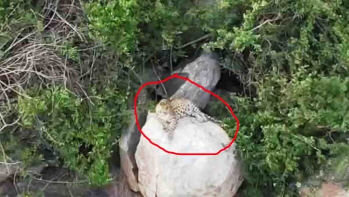 Drone footage captures leopard roaming near Varahagiri Hill in Varlakonda, causing fear among local villagers