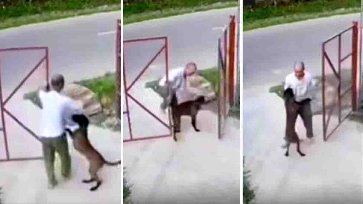 Loyal dog clings to owner to stop him from leaving home – heartwarming viral moment