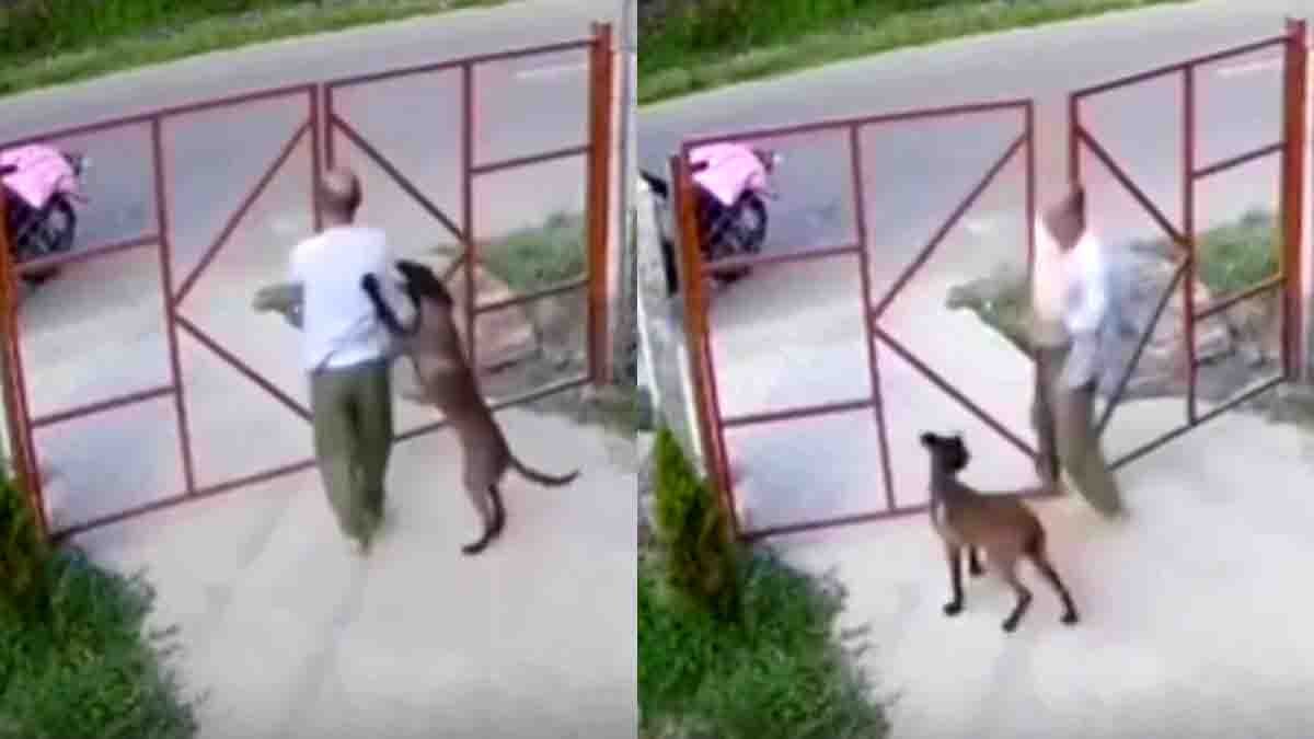 Loyal dog clings to owner to stop him from leaving home – heartwarming viral moment