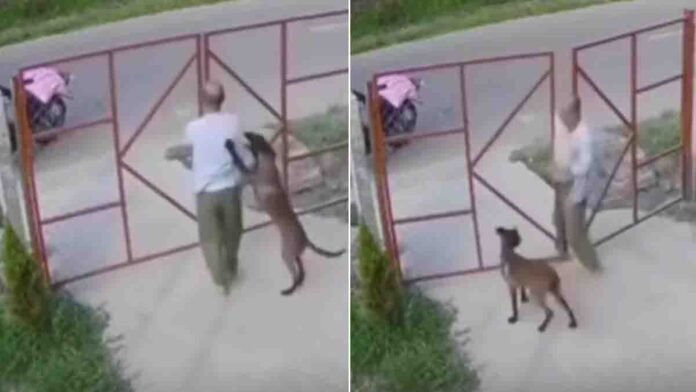 Loyal dog clings to owner to stop him from leaving home – heartwarming viral moment