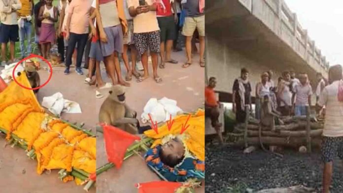 A monkey sitting beside Munna Singh's body during his funeral in Deoghar, expressing grief and love, surrounded by villagers