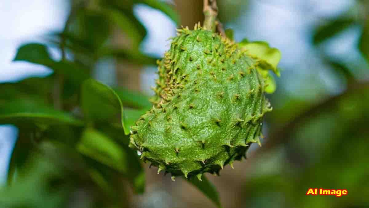 Annona Muricata fruit (Lakshmana Phala) placed on a natural background, showing its green spiky skin and medicinal leaves