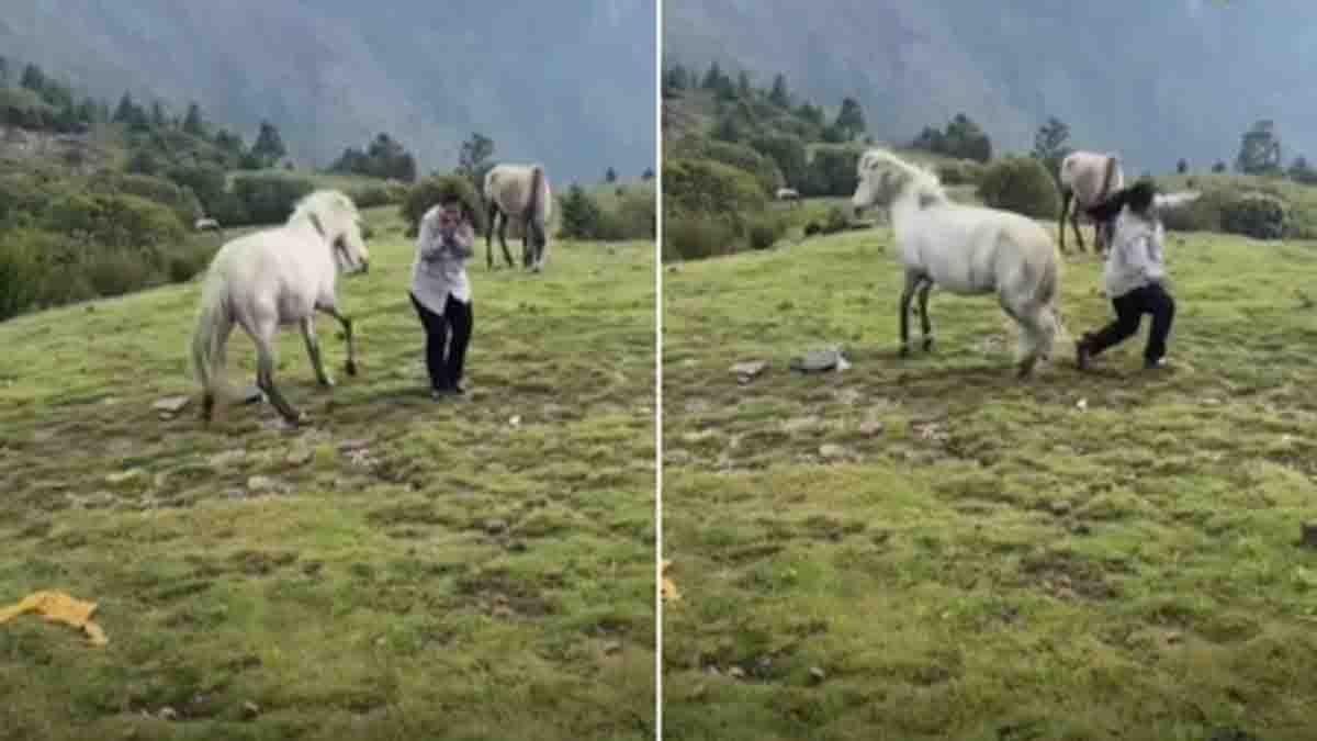 A young woman standing near a horse in a grassy field getting unexpectedly kicked while filming an Instagram Reel