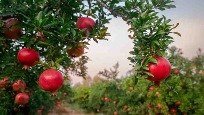 Pomegranate Leaves and Juice for Natural Health Benefits