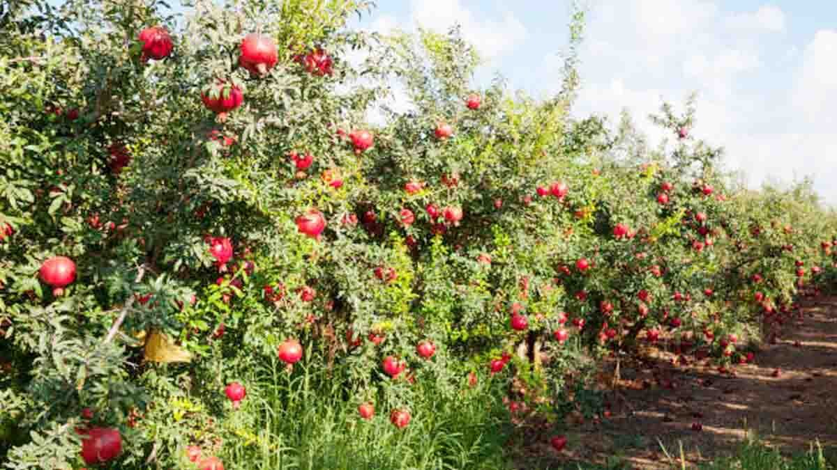 Pomegranate Leaves : ದಾಳಿಂಬೆ ಎಲೆ ಹೊಟ್ಟೆ ಸಮಸ್ಯೆಗಳಿಗೆ ರಾಮಬಾಣ! ಆರೋಗ್ಯಕರ ಜೀವನಕ್ಕೆ ಇಲ್ಲಿದೆ ಸರಳ ಪರಿಹಾರ..! 1 Pomegranate Leaves and Juice for Natural Health Benefits