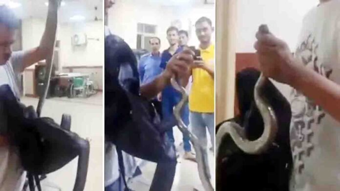 A young man opens a bag in a hospital emergency room revealing a live snake, while staff and patients react in shock – viral incident in Jaipur RUHS hospital