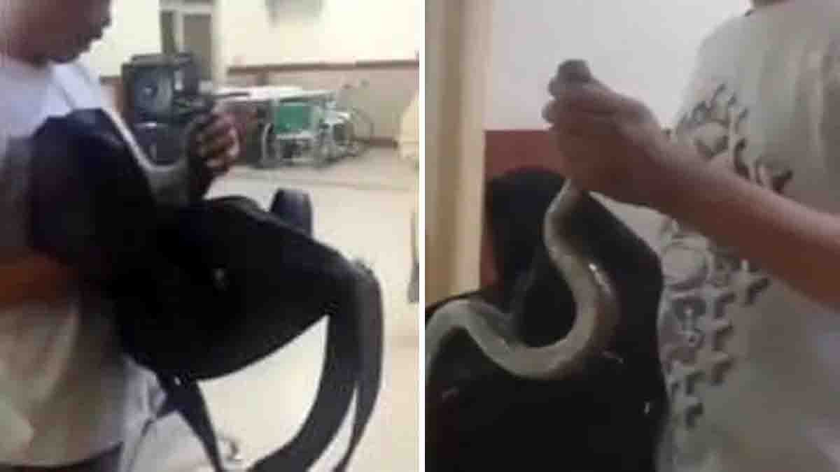 A young man opens a bag in a hospital emergency room revealing a live snake, while staff and patients react in shock – viral incident in Jaipur RUHS hospital