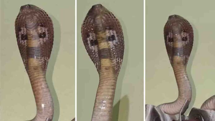 A cobra snake with its hood raised above a bedroom curtain during monsoon season, viral video