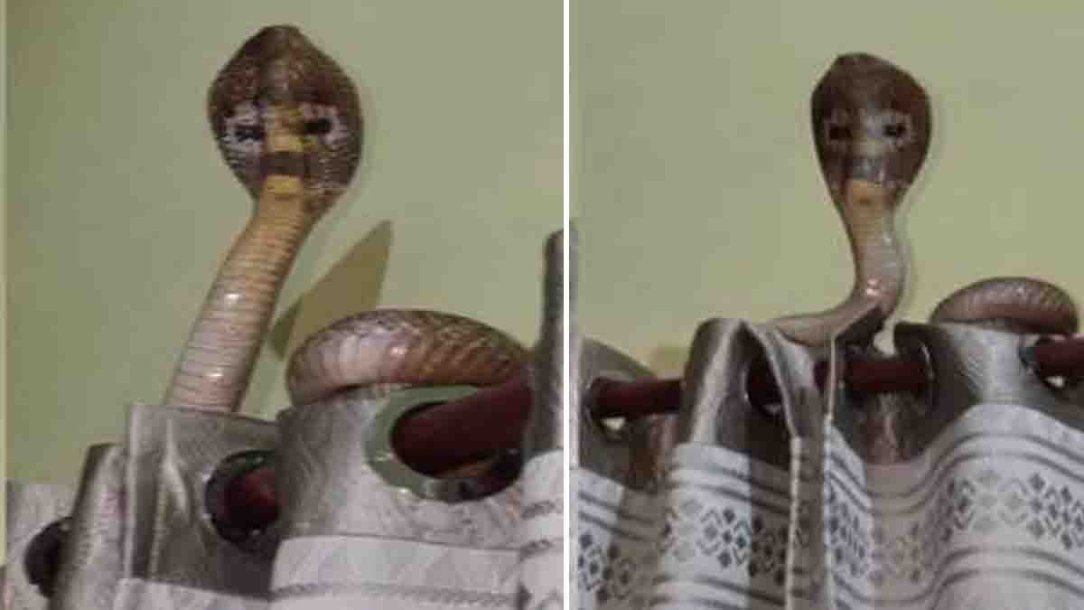 A cobra snake with its hood raised above a bedroom curtain during monsoon season, viral video