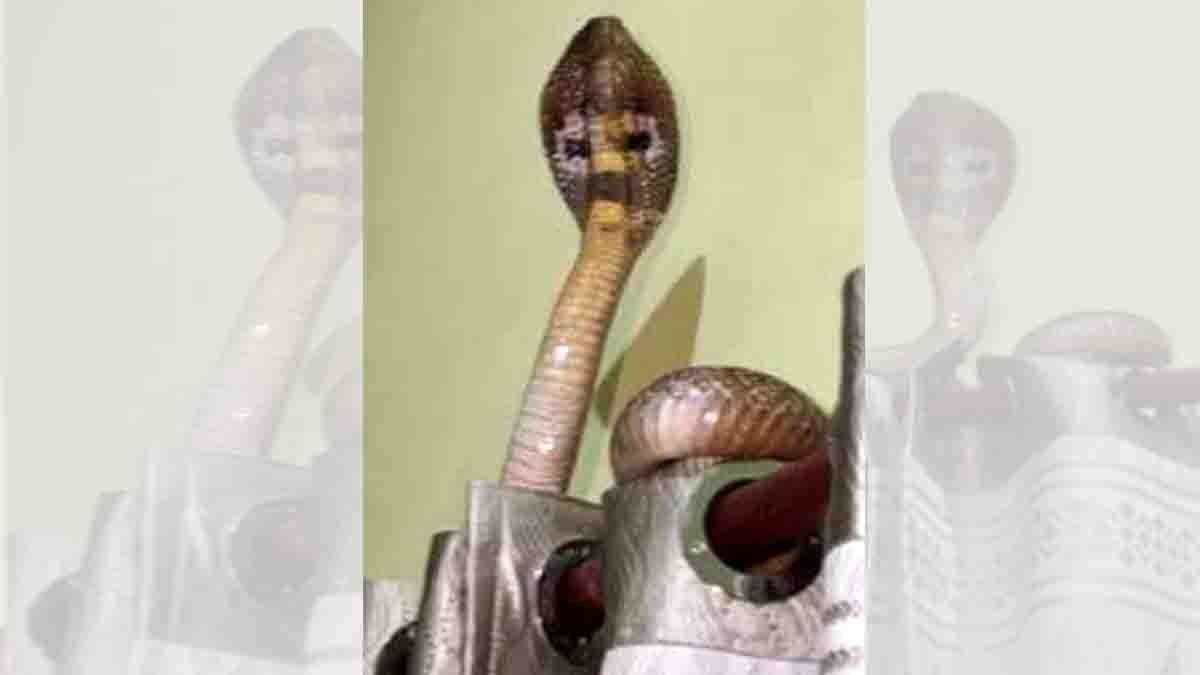 A cobra snake with its hood raised above a bedroom curtain during monsoon season, viral video