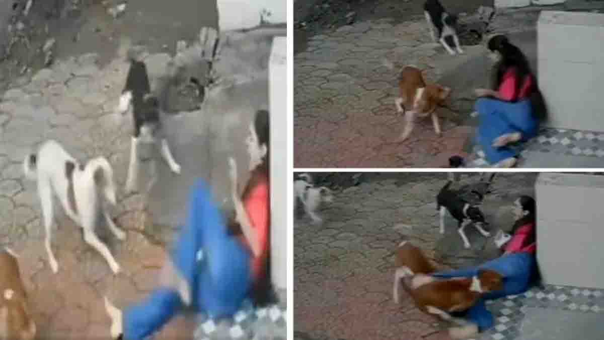 Shocking Dog Attack in Indore – Viral Street CCTV Capture