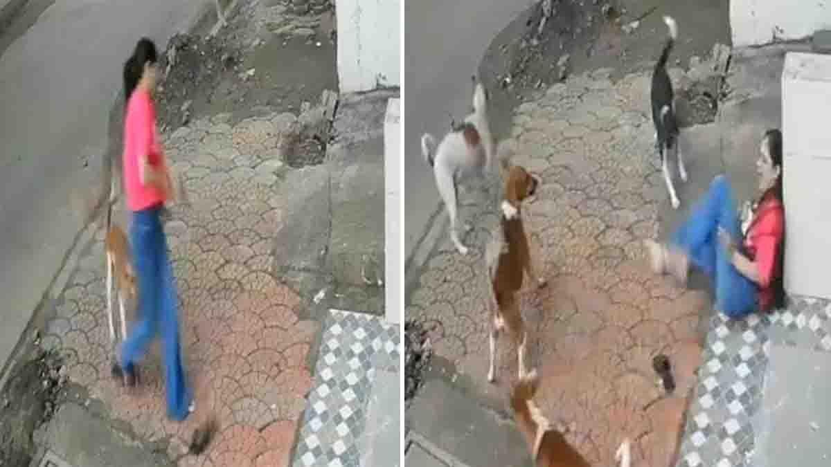 Shocking Dog Attack in Indore – Viral Street CCTV Capture