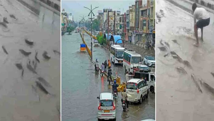 Flooded streets in Nagaur Rajasthan with fish swimming and locals catching them - Viral Video