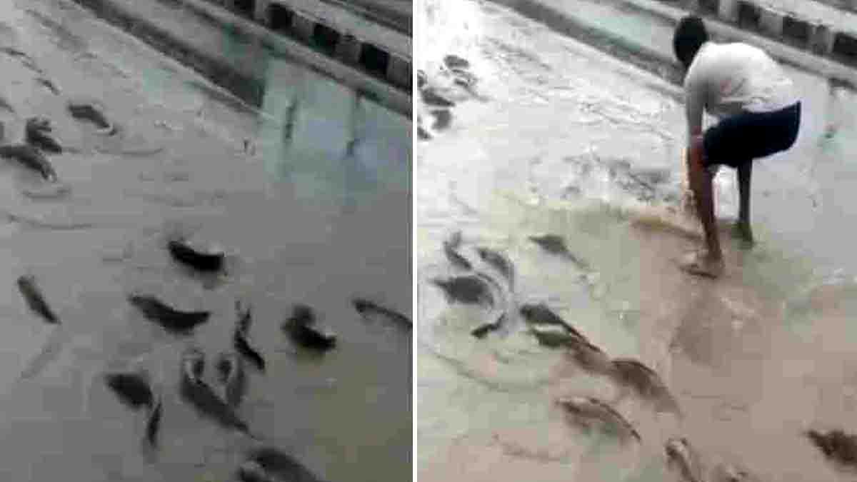 Flooded streets in Nagaur Rajasthan with fish swimming and locals catching them