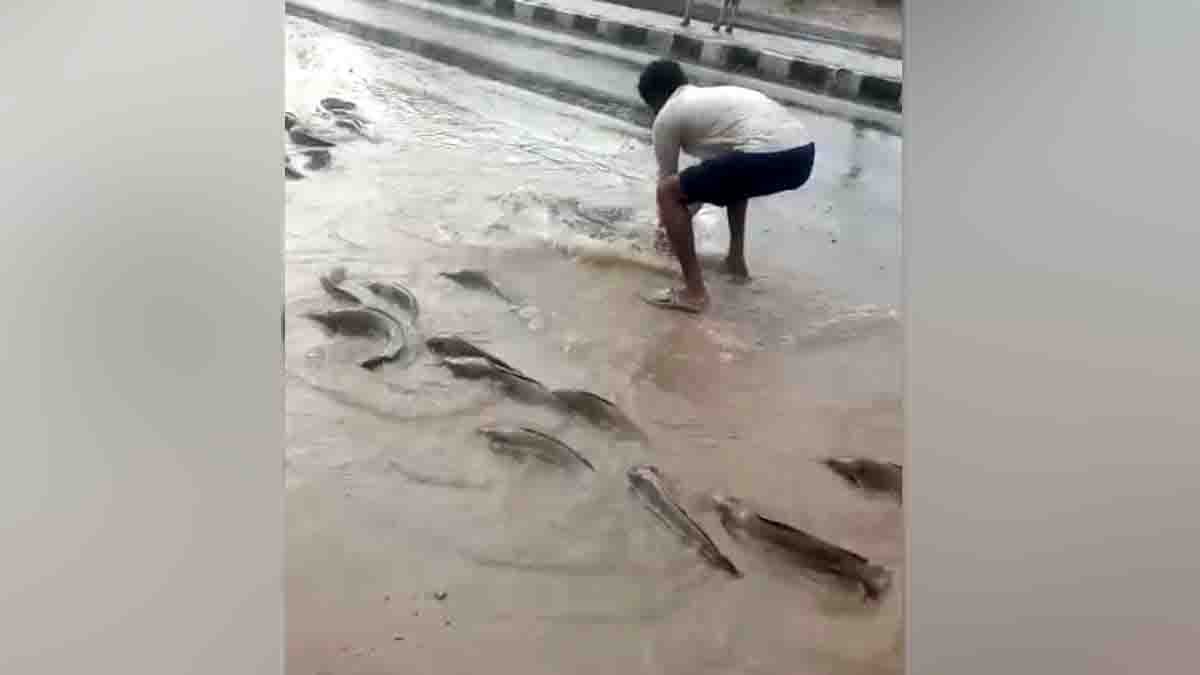 Flooded streets in Nagaur Rajasthan with fish swimming and locals catching them