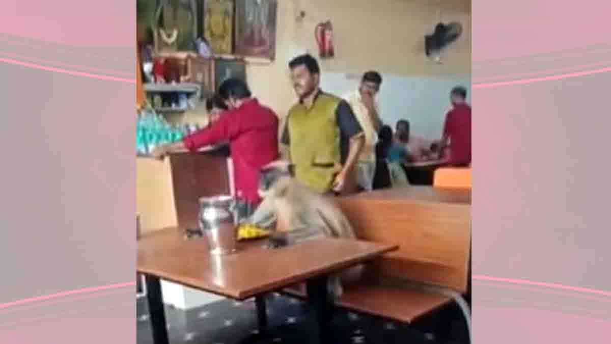 monkey sitting at hotel table eating food calmly – viral moment from Karnataka