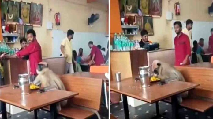 monkey sitting at hotel table eating food calmly – viral moment from Karnataka