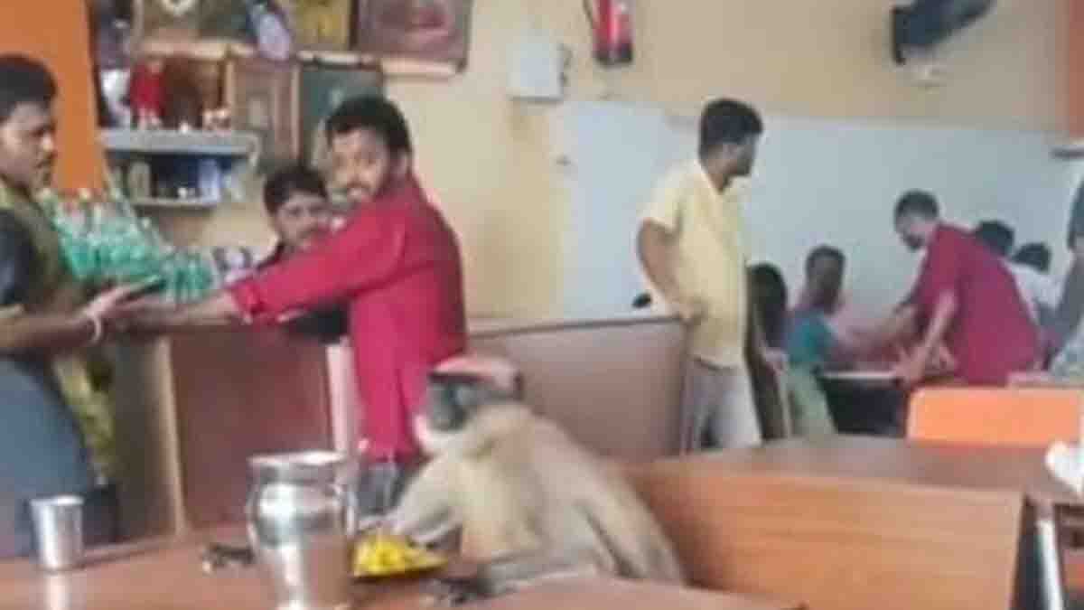 monkey sitting at hotel table eating food calmly – viral moment from Karnataka