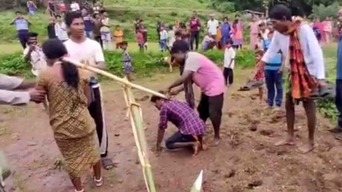odisha-couple-plow-punishment-viral-video-2025 A married couple in Odisha tied to a wooden plow and forced to till the field by villagers as punishment for their love marriage