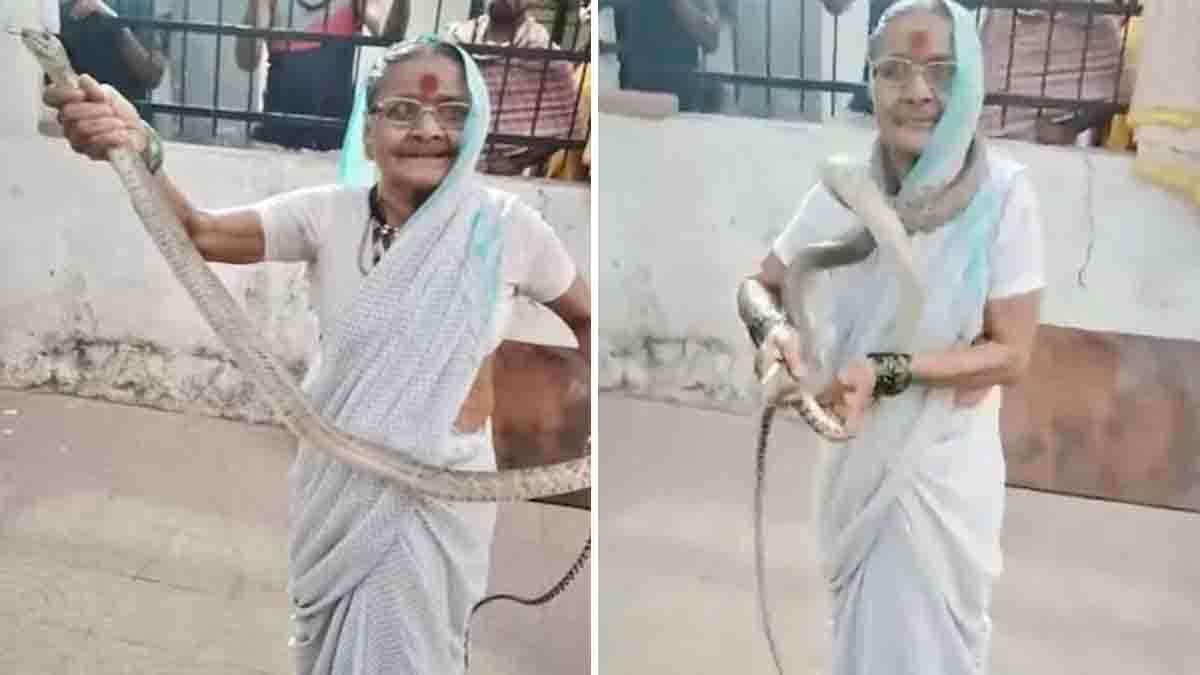 70-year-old Pune woman fearlessly catches large rat snake with bare hands - Viral Video