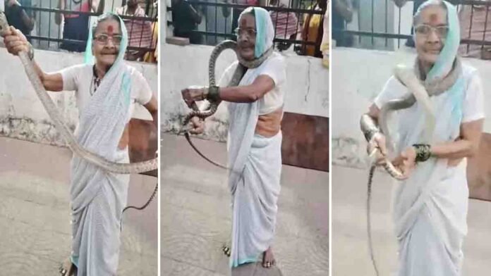 70-year-old Pune woman fearlessly catches large rat snake with bare hands - Viral Video