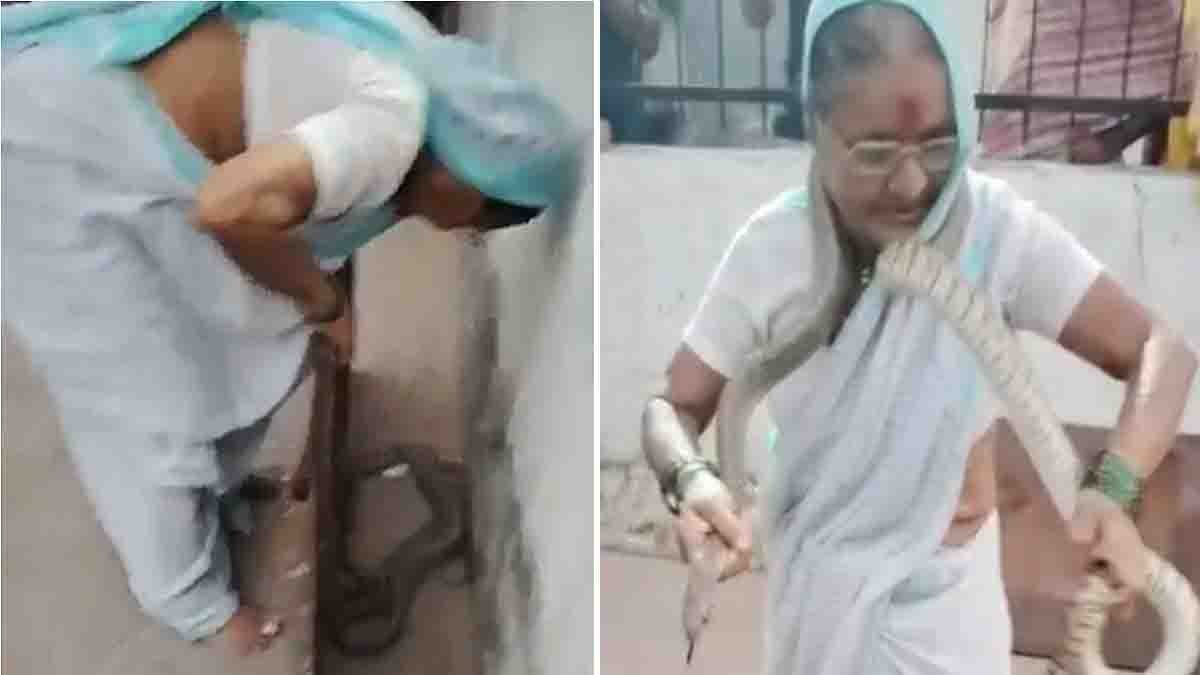 70-year-old Pune woman fearlessly catches large rat snake with bare hands - Viral Video
