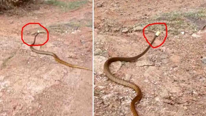 viral-snake-stuck-plastic-bottle-cap Viral Video of Snake Struggling with Plastic Bottle Cap Highlights Environmental Impact
