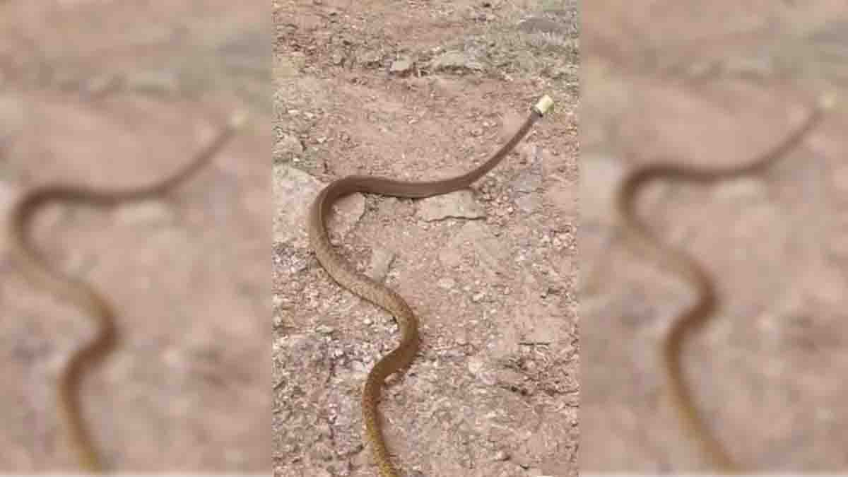 Viral Video : ತಲೆಗೆ ಸಿಕ್ಕ ಪ್ಲಾಸ್ಟಿಕ್ ಮುಚ್ಚಳದಿಂದ ಒದ್ದಾಡಿದ ನಾಗರಹಾವು, ವೈರಲ್ ಆದ ವಿಡಿಯೋ…! 1 Viral Video of Snake Struggling with Plastic Bottle Cap Highlights Environmental Impact