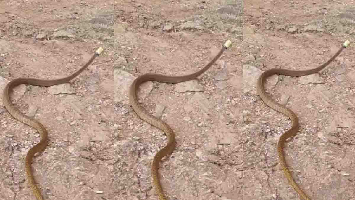 Viral Video : ತಲೆಗೆ ಸಿಕ್ಕ ಪ್ಲಾಸ್ಟಿಕ್ ಮುಚ್ಚಳದಿಂದ ಒದ್ದಾಡಿದ ನಾಗರಹಾವು, ವೈರಲ್ ಆದ ವಿಡಿಯೋ…! 2 Viral Video of Snake Struggling with Plastic Bottle Cap Highlights Environmental Impact