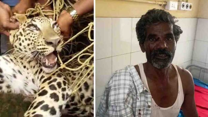 Leopard Attack - Villagers of Gudibande taluk bravely capture a leopard near Varahagiri Hill after it attacked a farmer, with forest officials present and a cage in the background