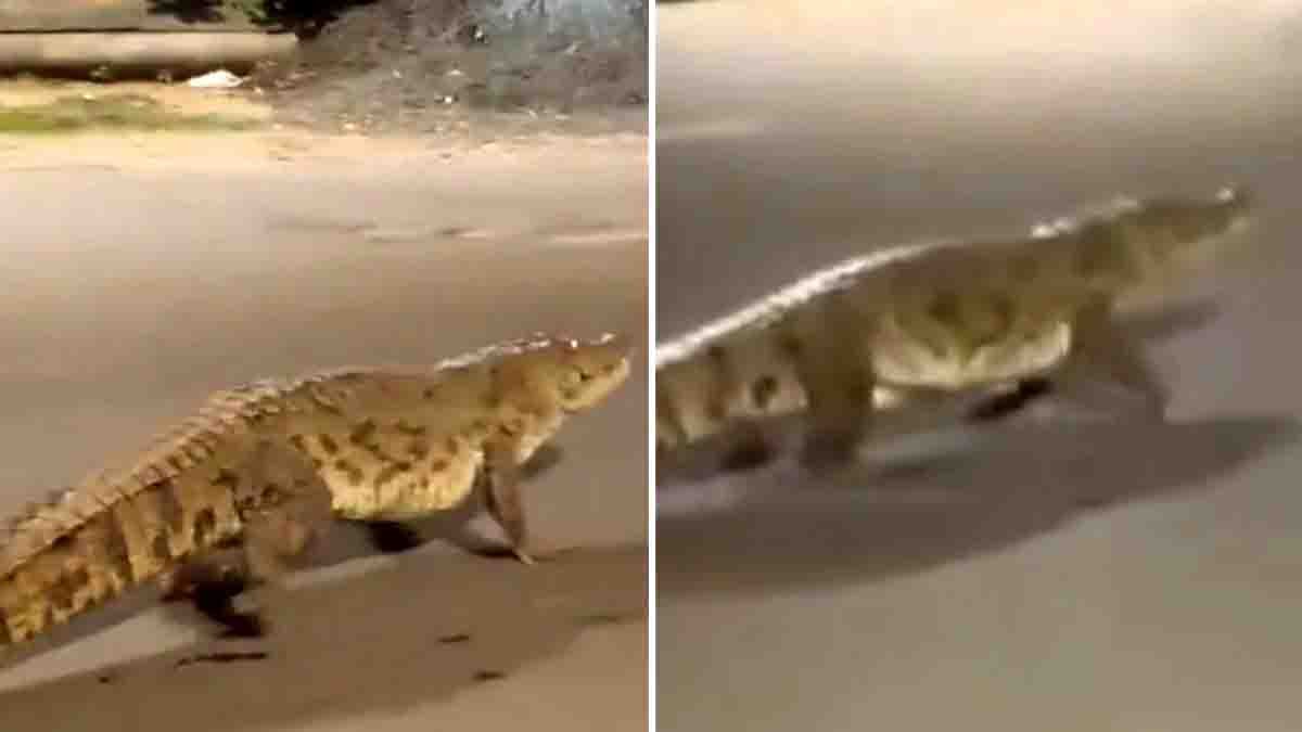 Massive Crocodile Blocks Traffic in Vadodara – Viral Visuals from Narhari Vishwamitra Bridge - Watch