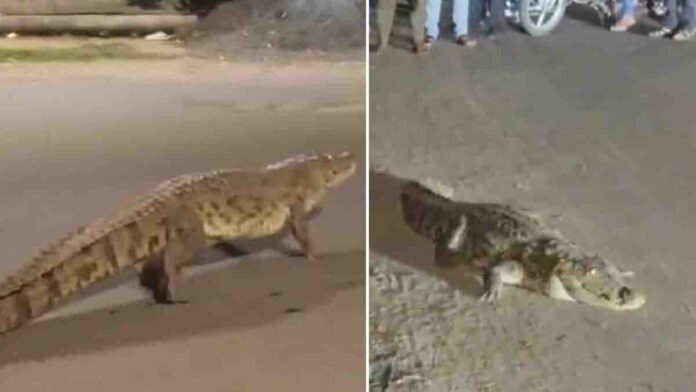 Massive Crocodile Blocks Traffic in Vadodara – Viral Visuals from Narhari Vishwamitra Bridge - Watch
