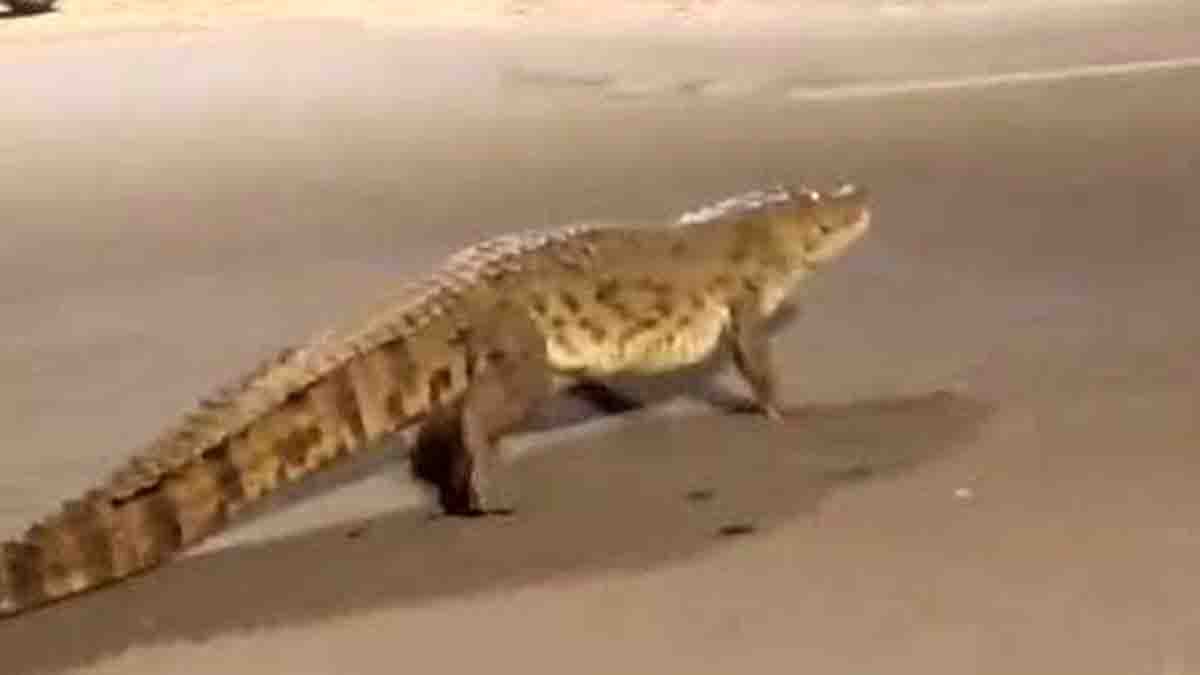 Massive Crocodile Blocks Traffic in Vadodara – Viral Visuals from Narhari Vishwamitra Bridge - Watch