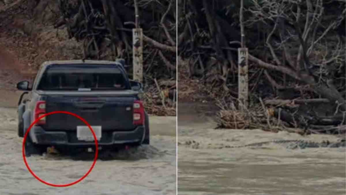 Crocodile stuck under truck at Kakadu's Cahills Crossing, viral moment captured in Australia - Viral Video
