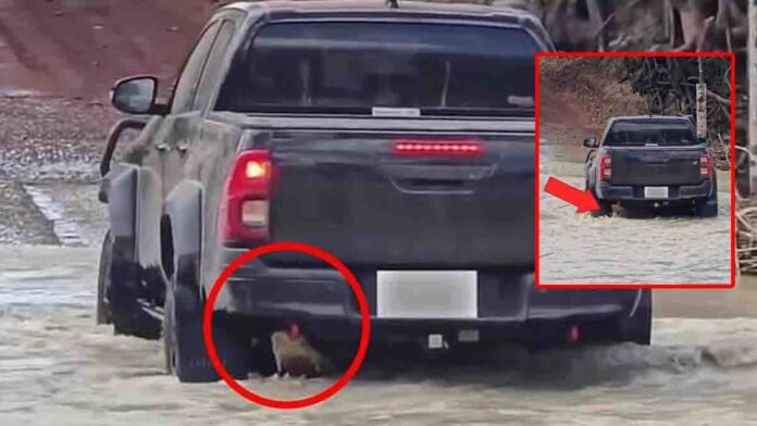 Crocodile stuck under truck at Kakadu's Cahills Crossing, viral moment captured in Australia - Viral Video