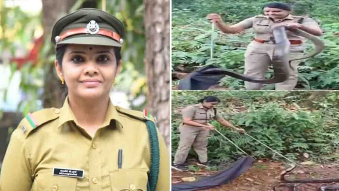 Brave forest officer rescuing an 18-foot King Cobra in Kerala near a forest stream using a snake-catching stick
