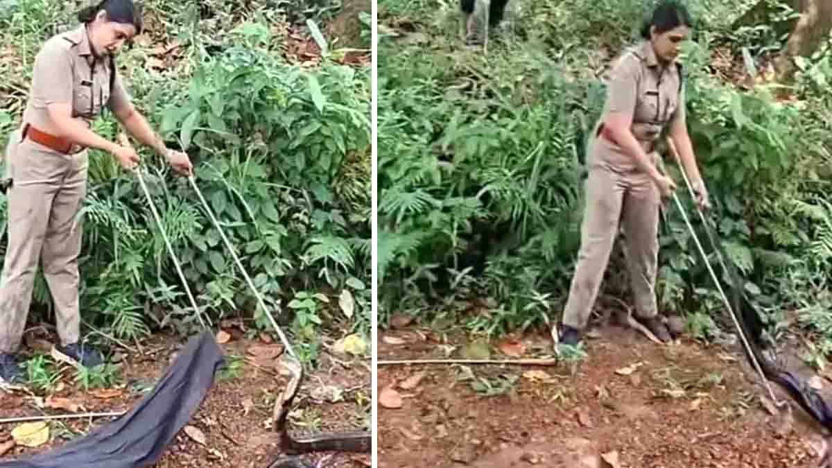 Brave forest officer rescuing an 18-foot King Cobra in Kerala near a forest stream using a snake-catching stick