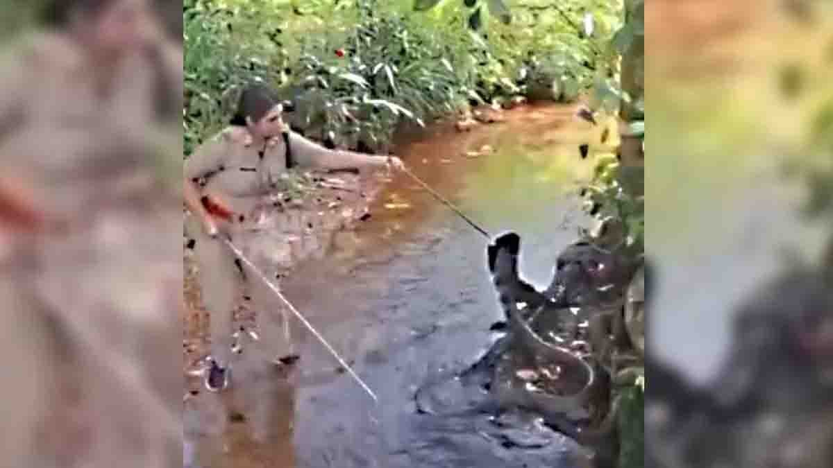 Brave forest officer rescuing an 18-foot King Cobra in Kerala near a forest stream using a snake-catching stick