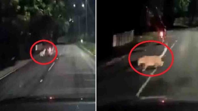 tirupati Leopard seen attacking bikers near Tirumala road captured in dashcam footage