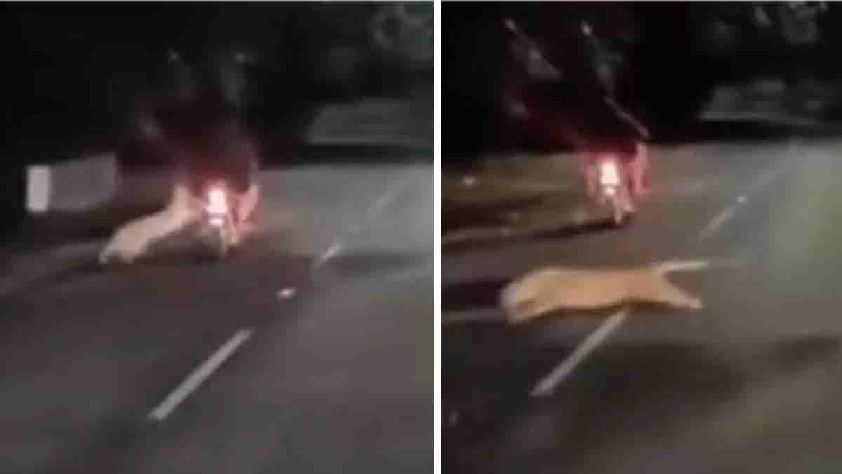 tirupati Leopard seen attacking bikers near Tirumala road captured in dashcam footage