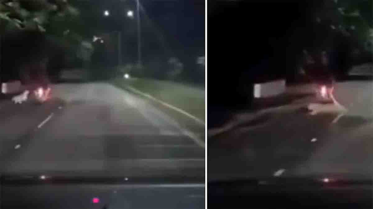 tirupati Leopard seen attacking bikers near Tirumala road captured in dashcam footage