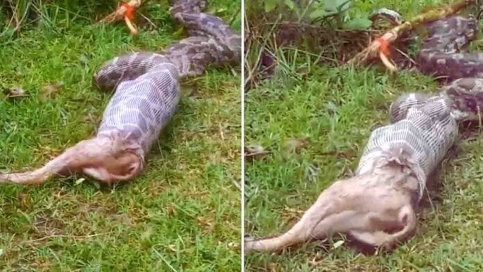 Giant Snake Tries to Swallow Fox – Viral Video from Jharkhand