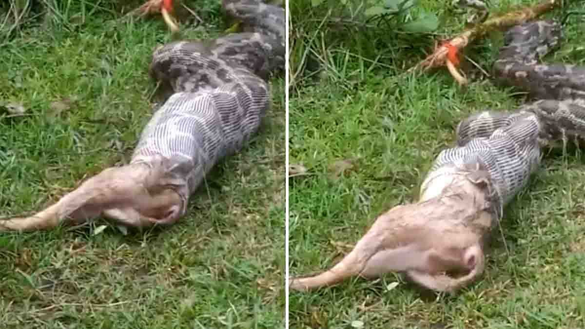 Giant Snake Tries to Swallow Fox – Viral Video from Jharkhand